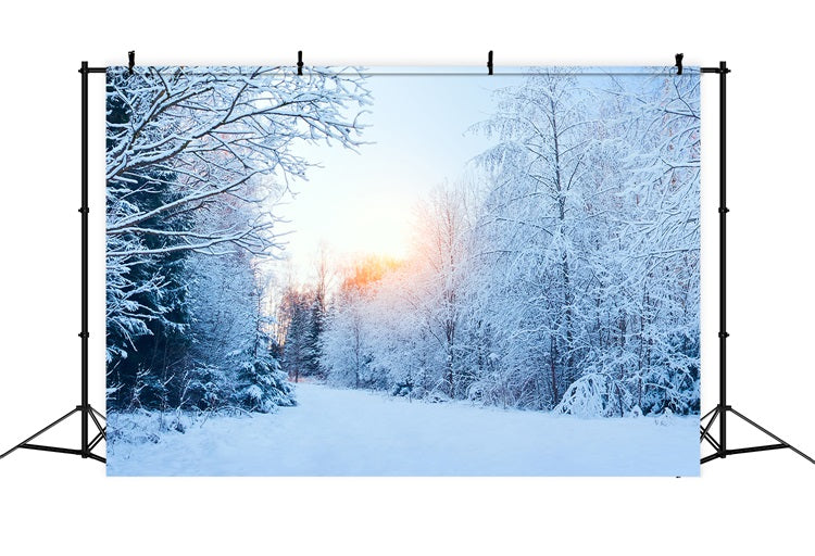 Sfondo Del Paese Delle Meraviglie Invernale Sfondo Innevato Con Luce Solare BRP11-1