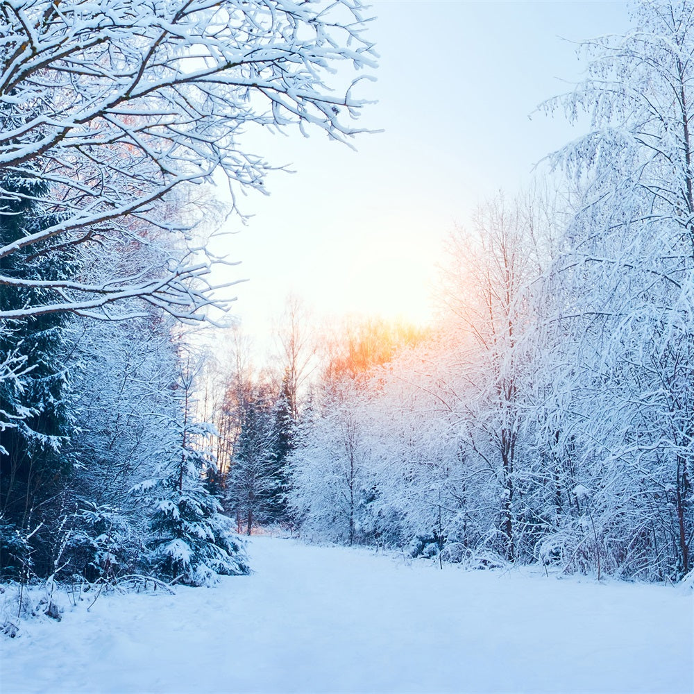 Sfondo Del Paese Delle Meraviglie Invernale Sfondo Innevato Con Luce Solare BRP11-1