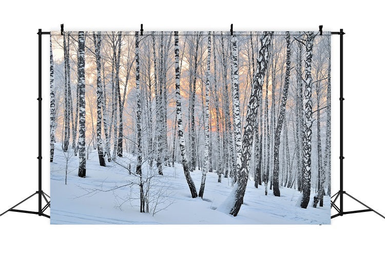 Sfondo Fotografico Invernale Sfondo Della Foresta Di Betulle Al Crepuscolo Pacifico BRP11-27