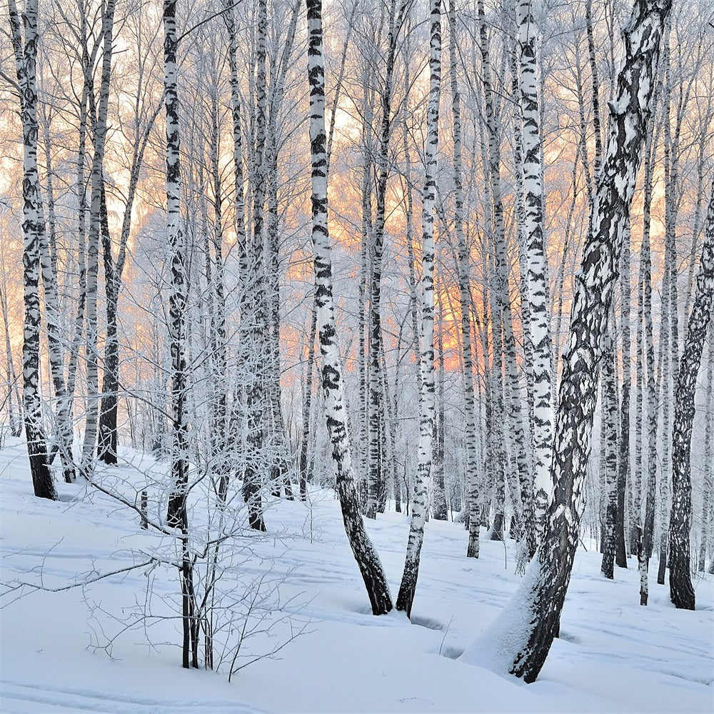 Sfondo Fotografico Invernale Sfondo Della Foresta Di Betulle Al Crepuscolo Pacifico BRP11-27