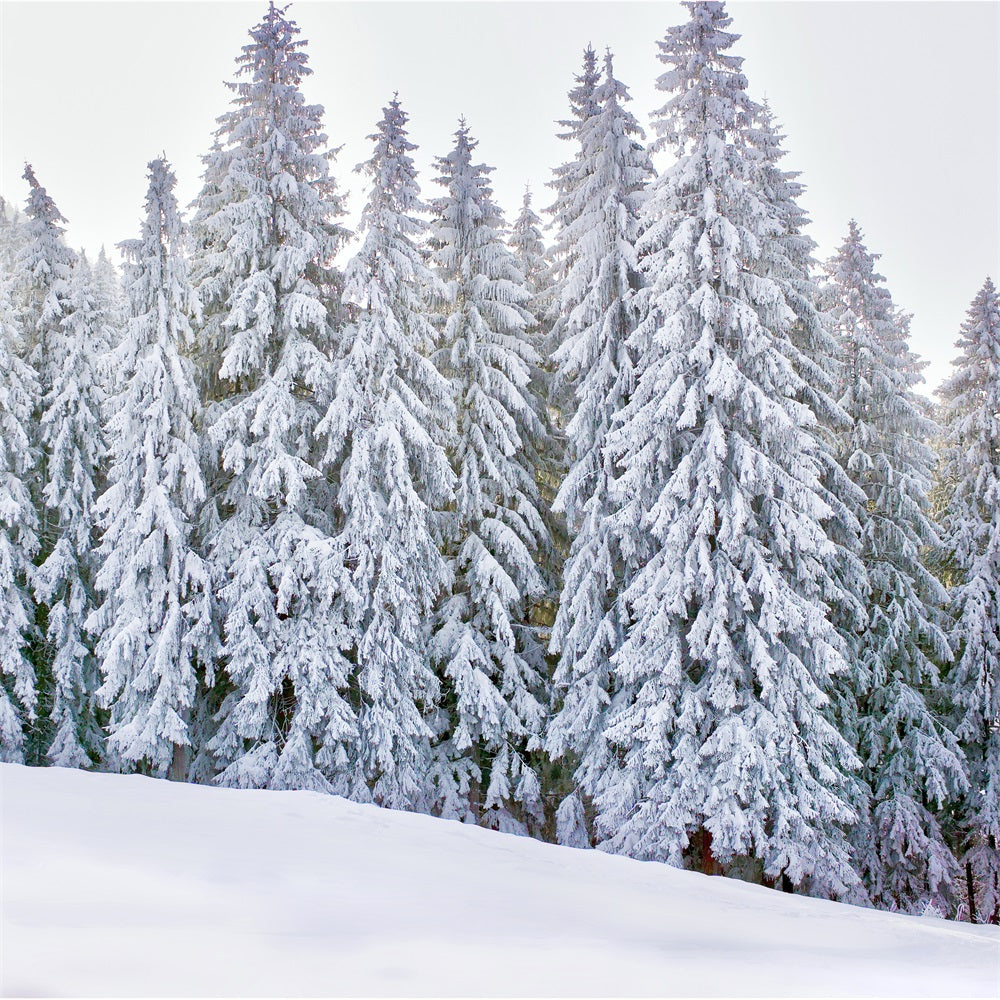 Sfondo Fotografico Winter Wonderland Sfondo Innevato BRP11-5