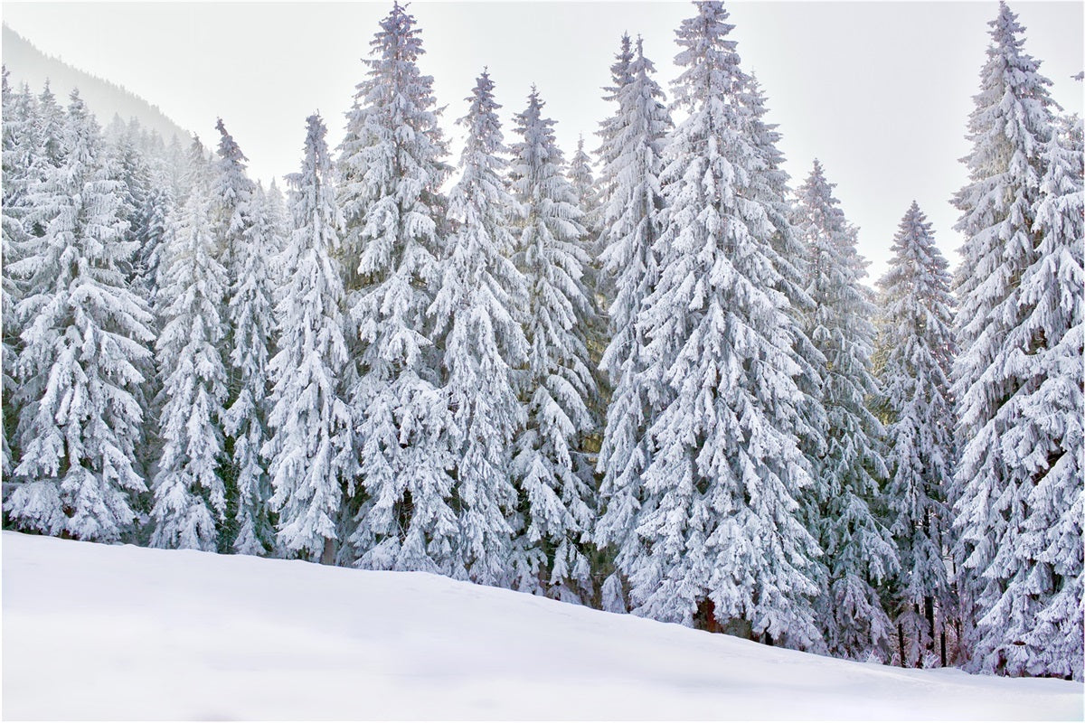 Sfondo Fotografico Winter Wonderland Sfondo Innevato BRP11-5