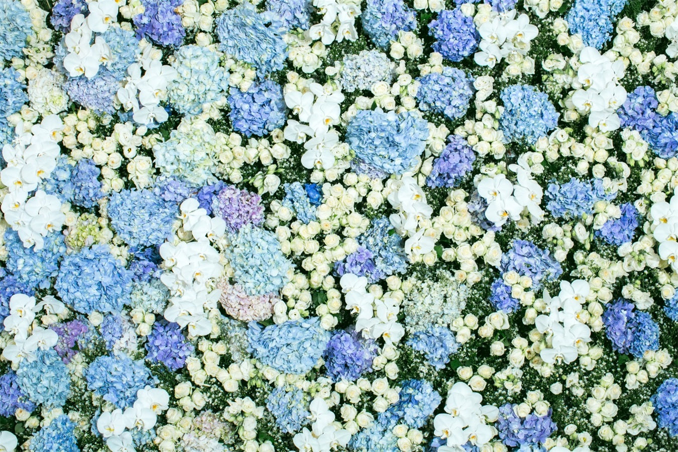 Fondali Fotografici Primaverili Sfondo Da Parete Floreale Bianco Blu BRP11-518