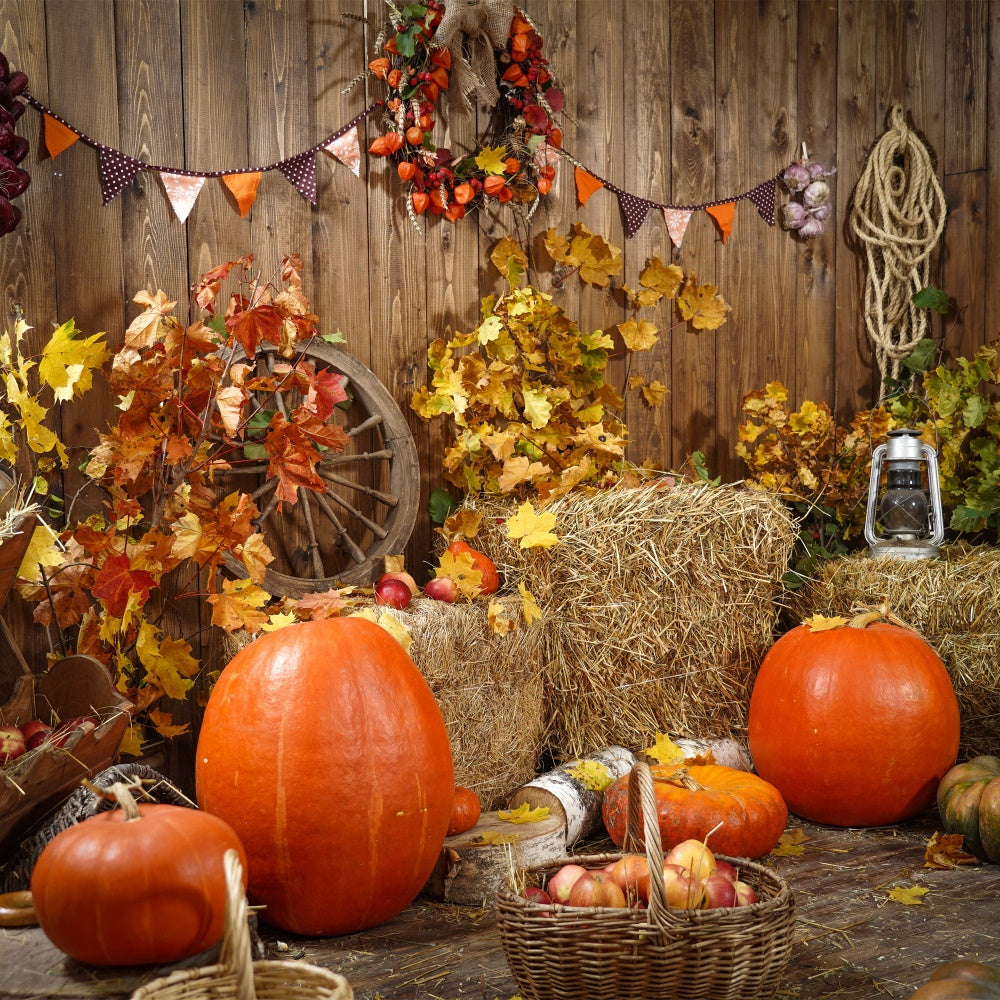 Raccolto Autunnale Con Sfondo Di Zucche BRP7-117