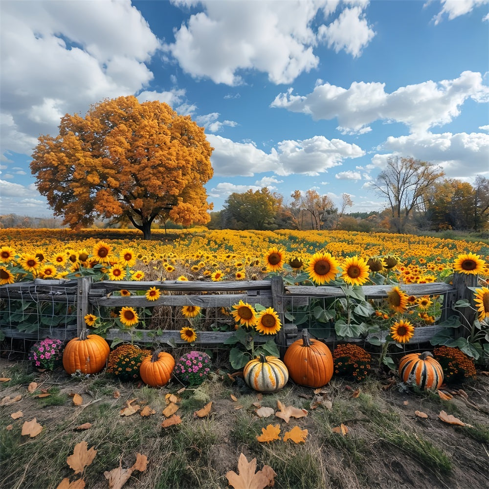 Sfondo Di Zucche Di Grandi Alberi Di Campi Di Girasoli Autunnali BRP9-186