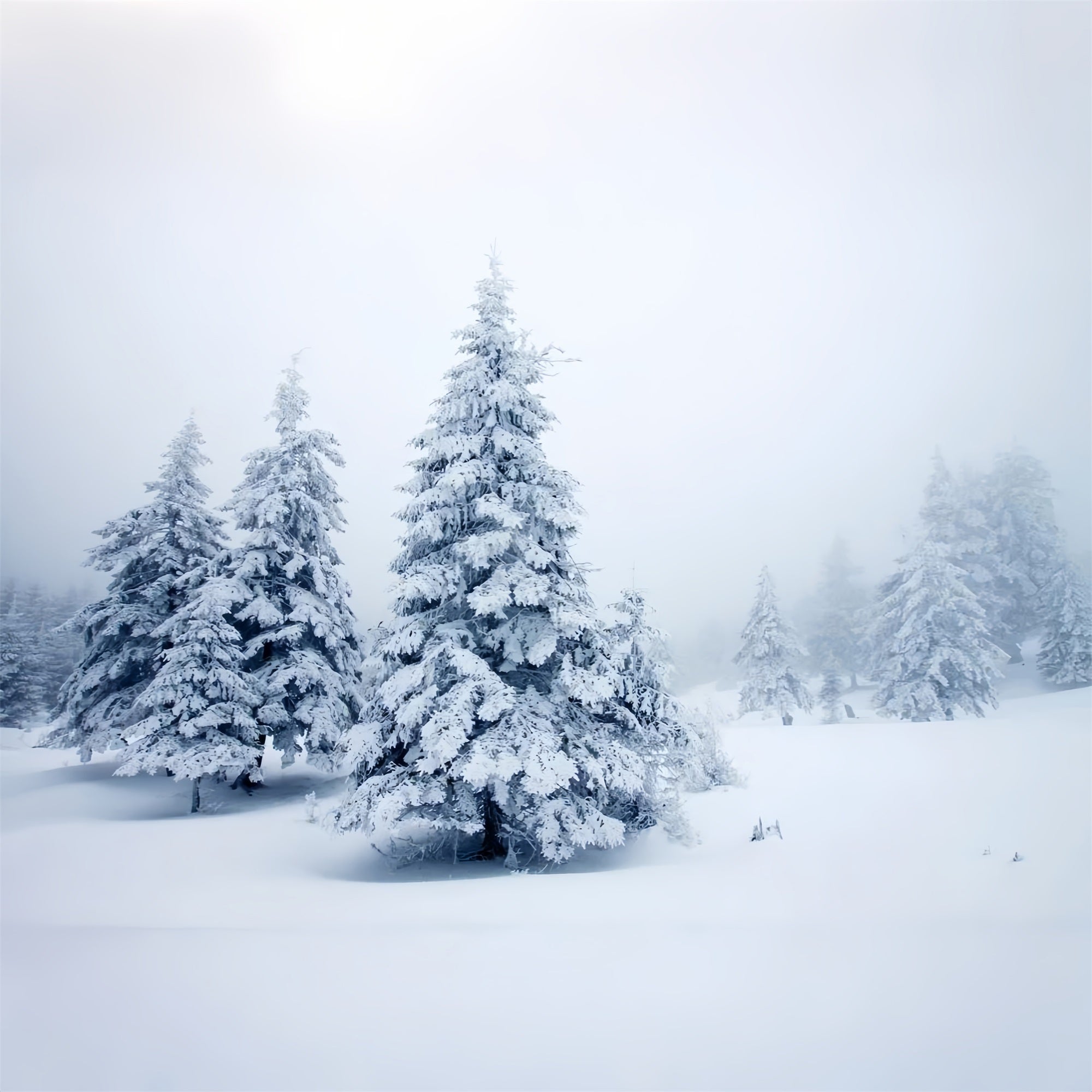 Sfondo Di Paesaggi Innevati Tranquilli Di Pini Invernali BRP9-219