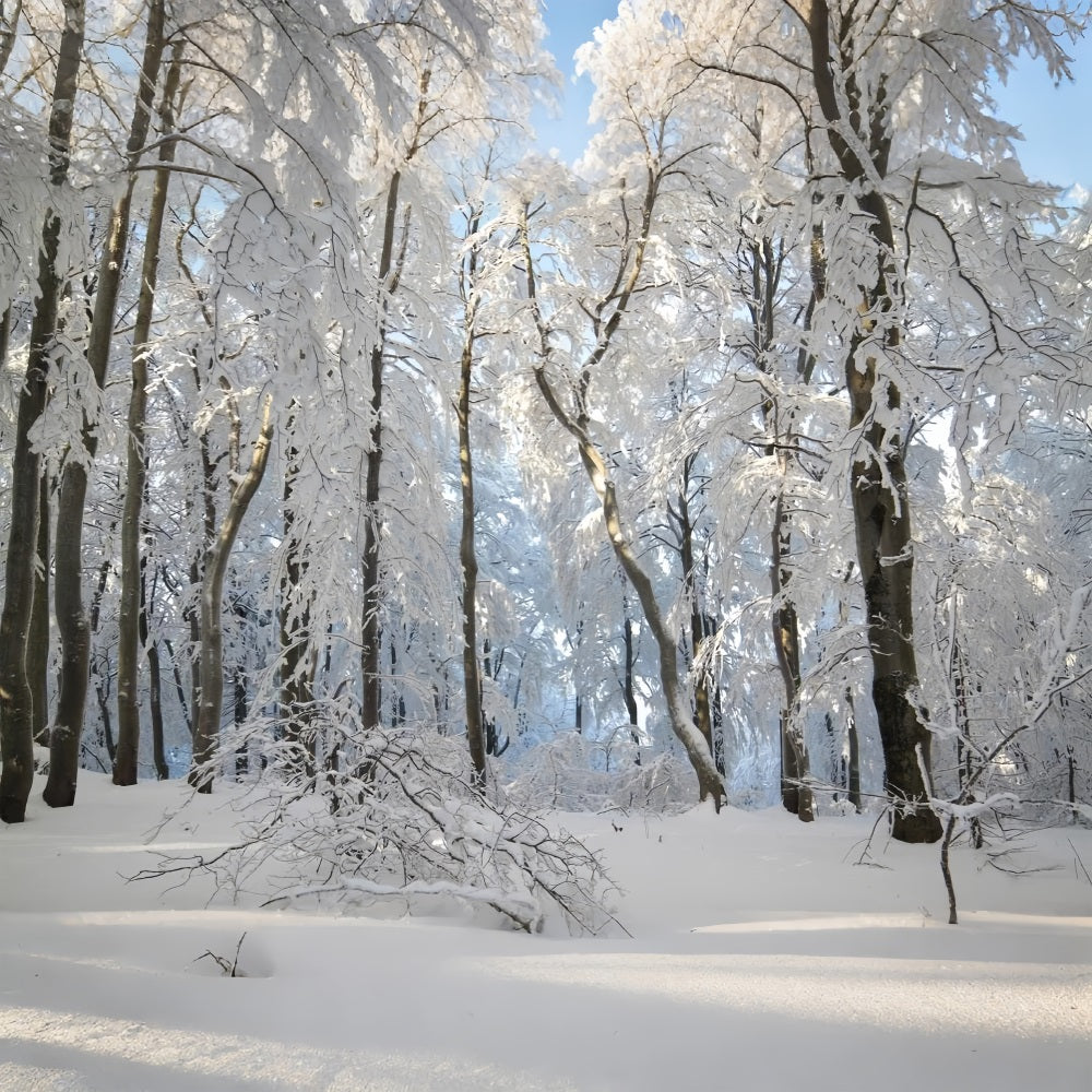 Sfondo Fotografico Winter Snowy Forest Wonderland BRP9-220