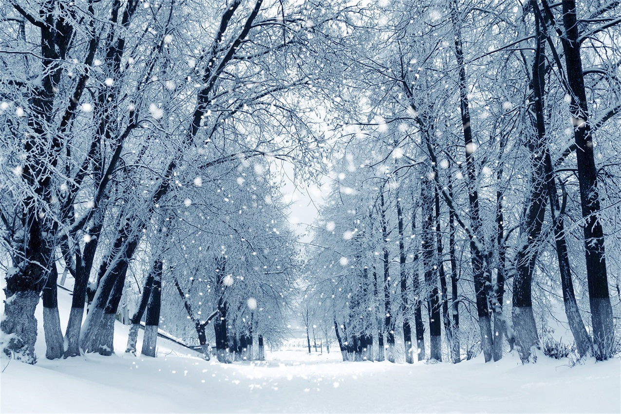 Sfondo Della Foresta Invernale Incantata Del Sentiero Innevato BRP9-324