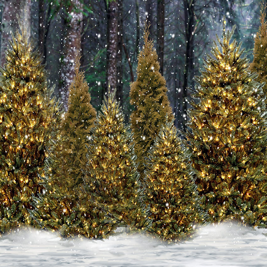Sfondo Fotografico Con Abete Foresta Innevata D974