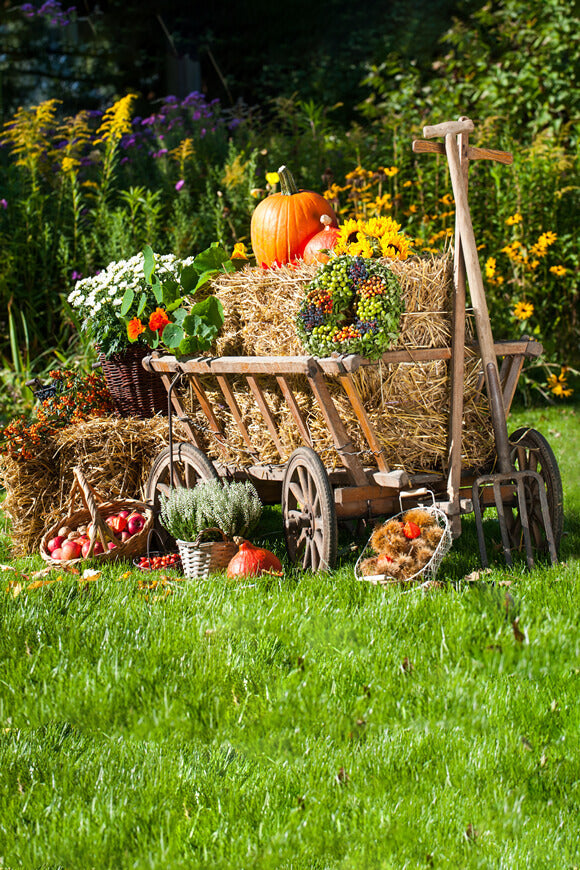 Sfondo Del Festival Sfondo Della Fattoria Autunnale Stagione Del Raccolto DBD-19066