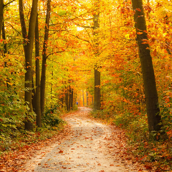 Sfondo Autunnale Paesaggio Forestale Foglie Gialle Strada Per Fotografia F-169