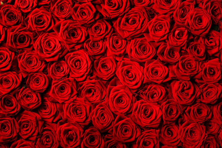 Sfondo Con Fiori Di Rose Rosse Per Fotografia M-60