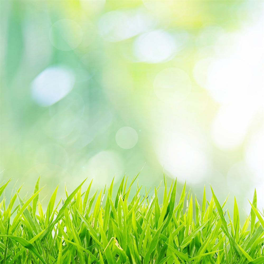 Sfondo Bokeh Soleggiato All'Inizio Della Primavera Con Erba Emergente M1-60