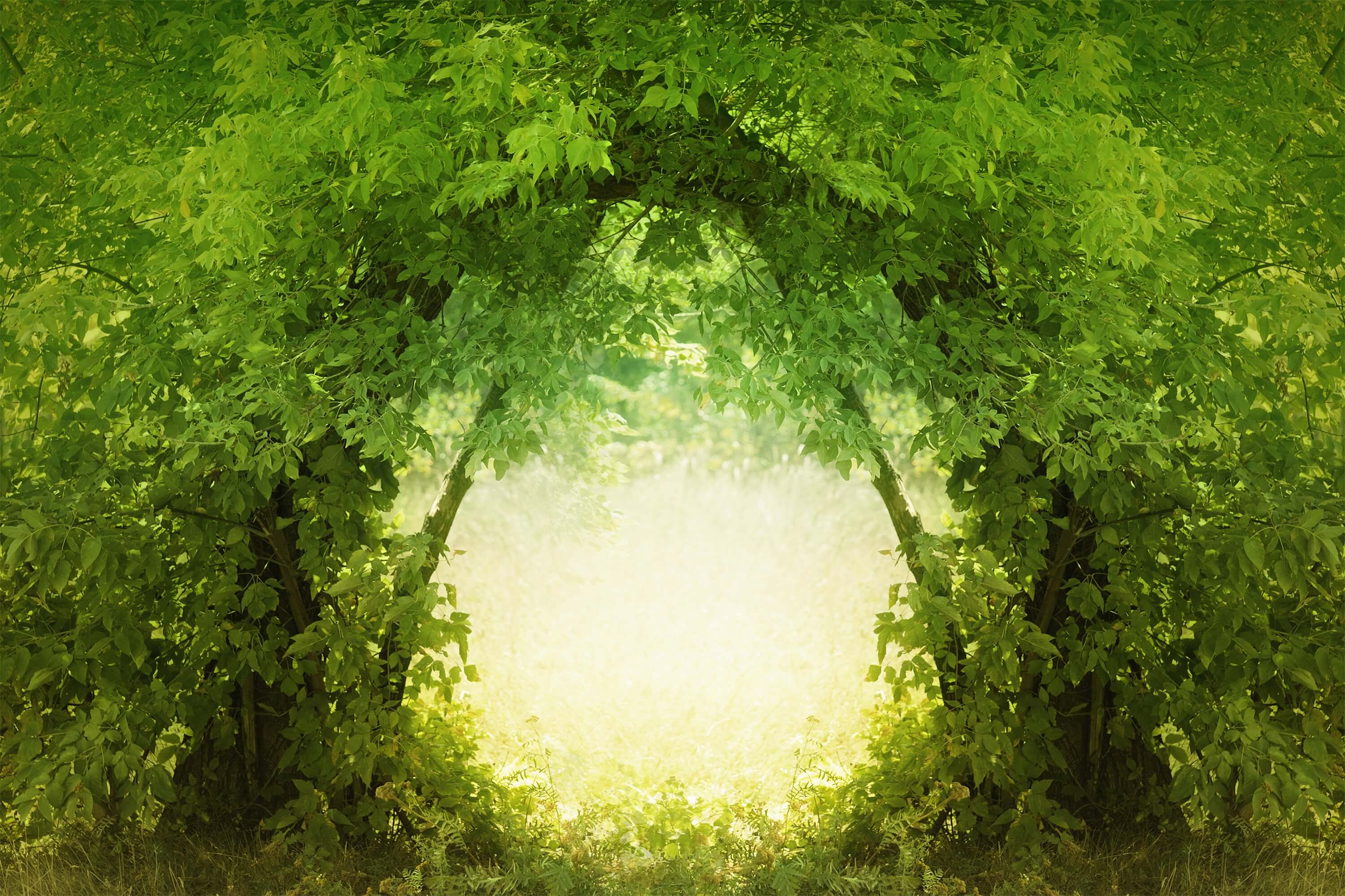 Rami Naturali Nel Profondo Della Lussureggiante Foresta Porta Sullo Sfondo Traslucido M1-76