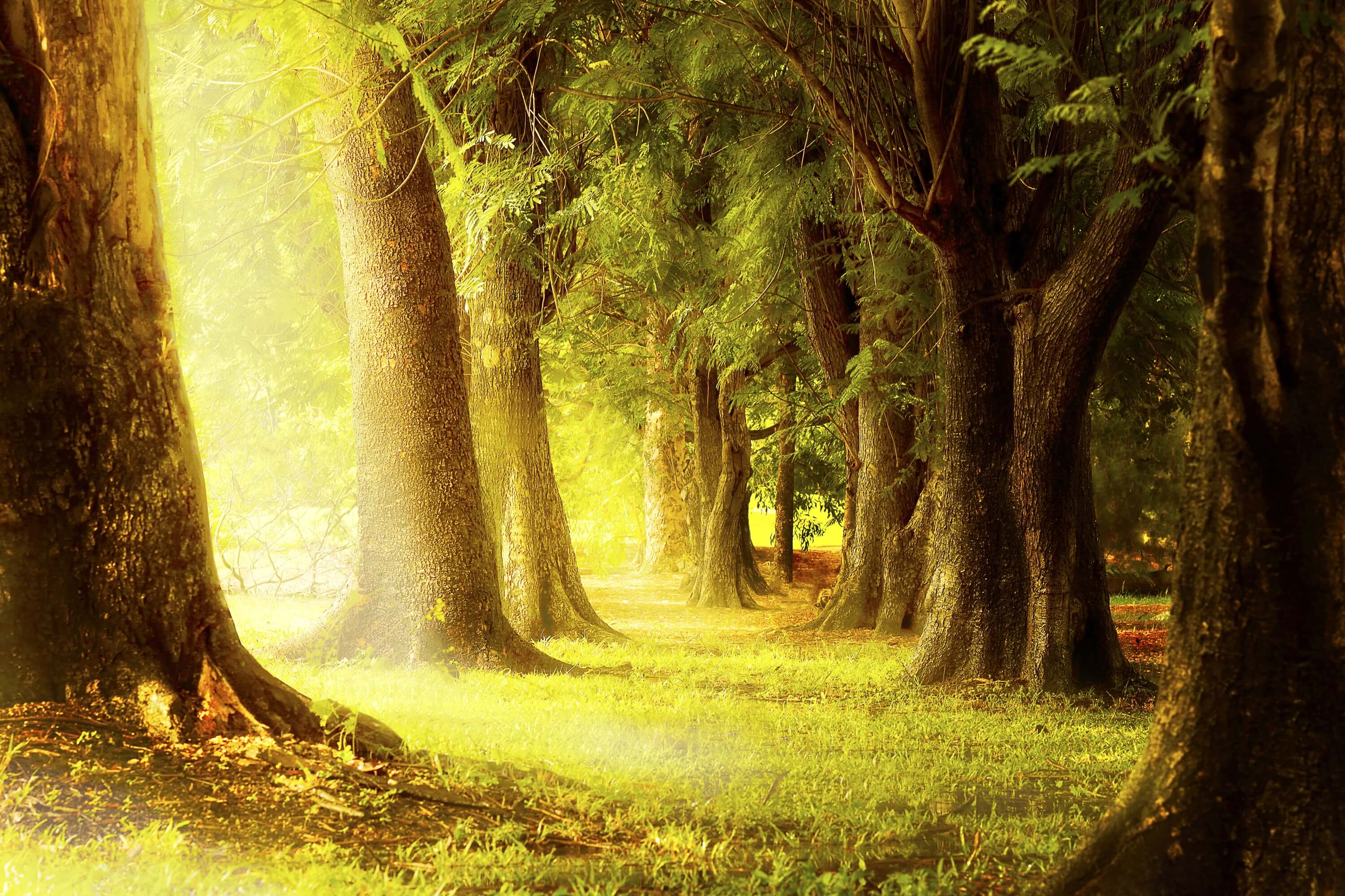 Calda Luce Del Crepuscolo Sparsa Nel Profondo Dello Sfondo Della Foresta Antica M1-77