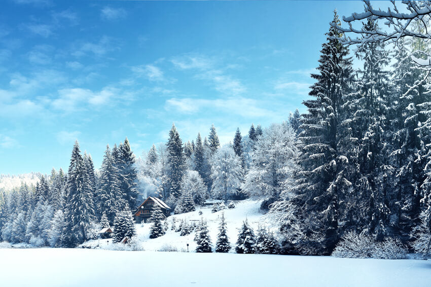 Sfondo Invernale Di Paesaggi Innevati Della Foresta Di Pini M10-66