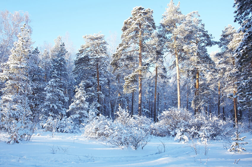 Sfondo Invernale Del Paese Delle Meraviglie Della Neve Della Foresta Di Pini M10-73
