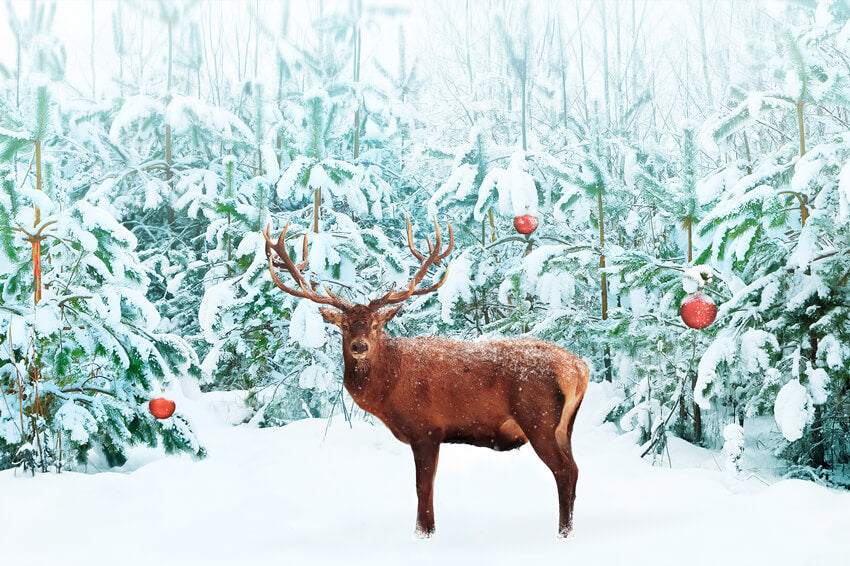 Nobile Cervo Rosso Inverno Neve Foresta Sfondo M11-14