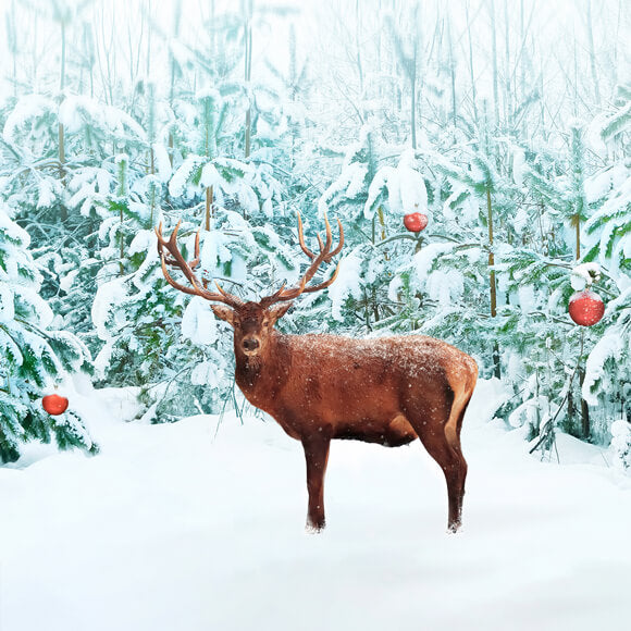 Nobile Cervo Rosso Inverno Neve Foresta Sfondo M11-14