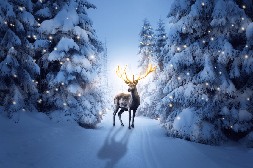 Sfondo Di Cervi Della Foresta Innevata Di Notte Invernale M11-15