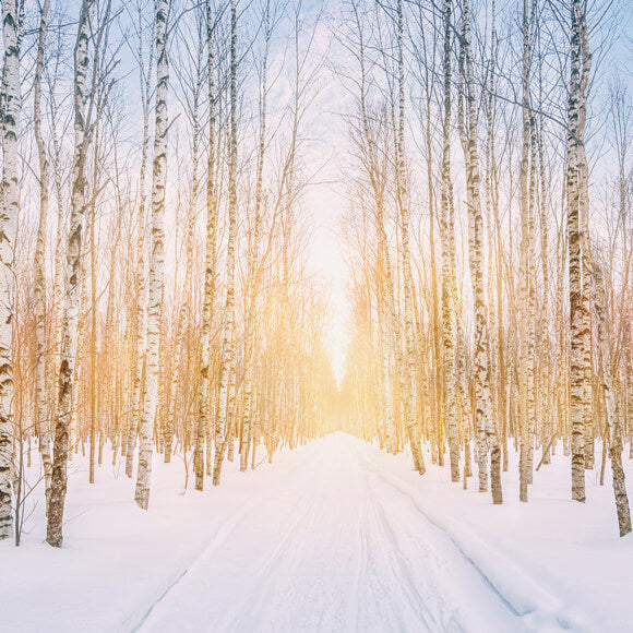 Sfondo Del Sole Del Parco Forestale Innevato Invernale M11-47