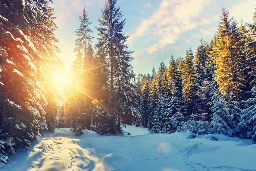 Sfondo Di Paesaggi Invernali Con Neve E Sole M11-63