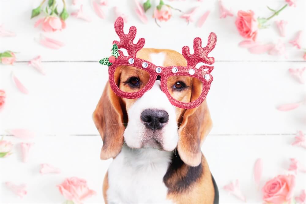 Sfondo Romantico Pavimento Bianco Con Petali Sparsi Di Rose Rosa Di San Valentino M12-10