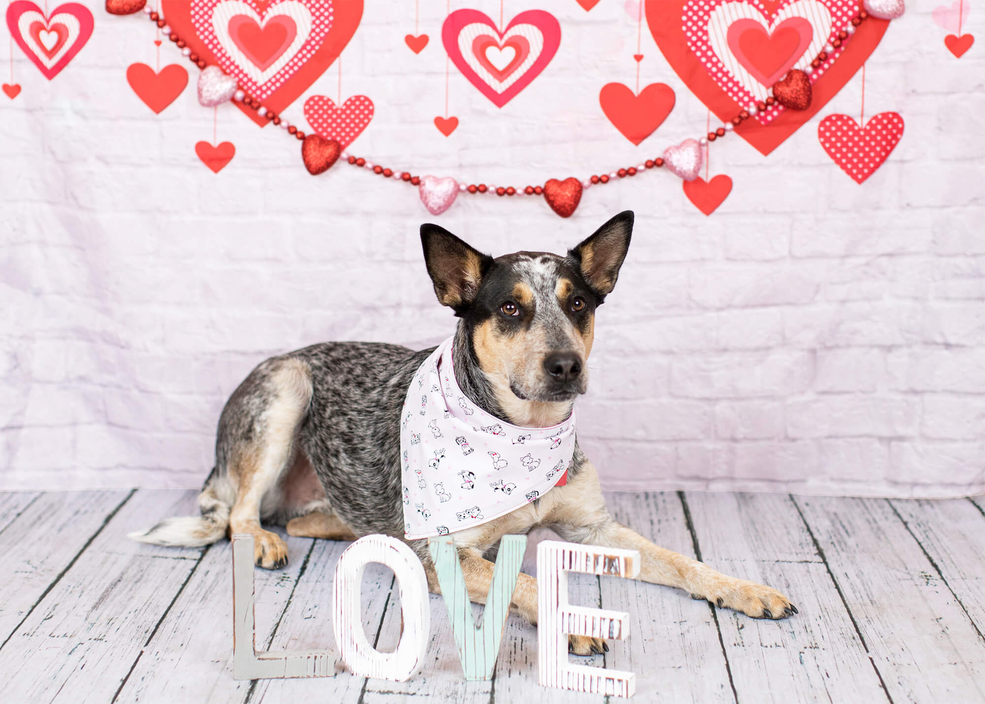 Sfondo Di Muro Di Mattoni Bianchi Decorazione Cuore Rosso Di San Valentino M12-13