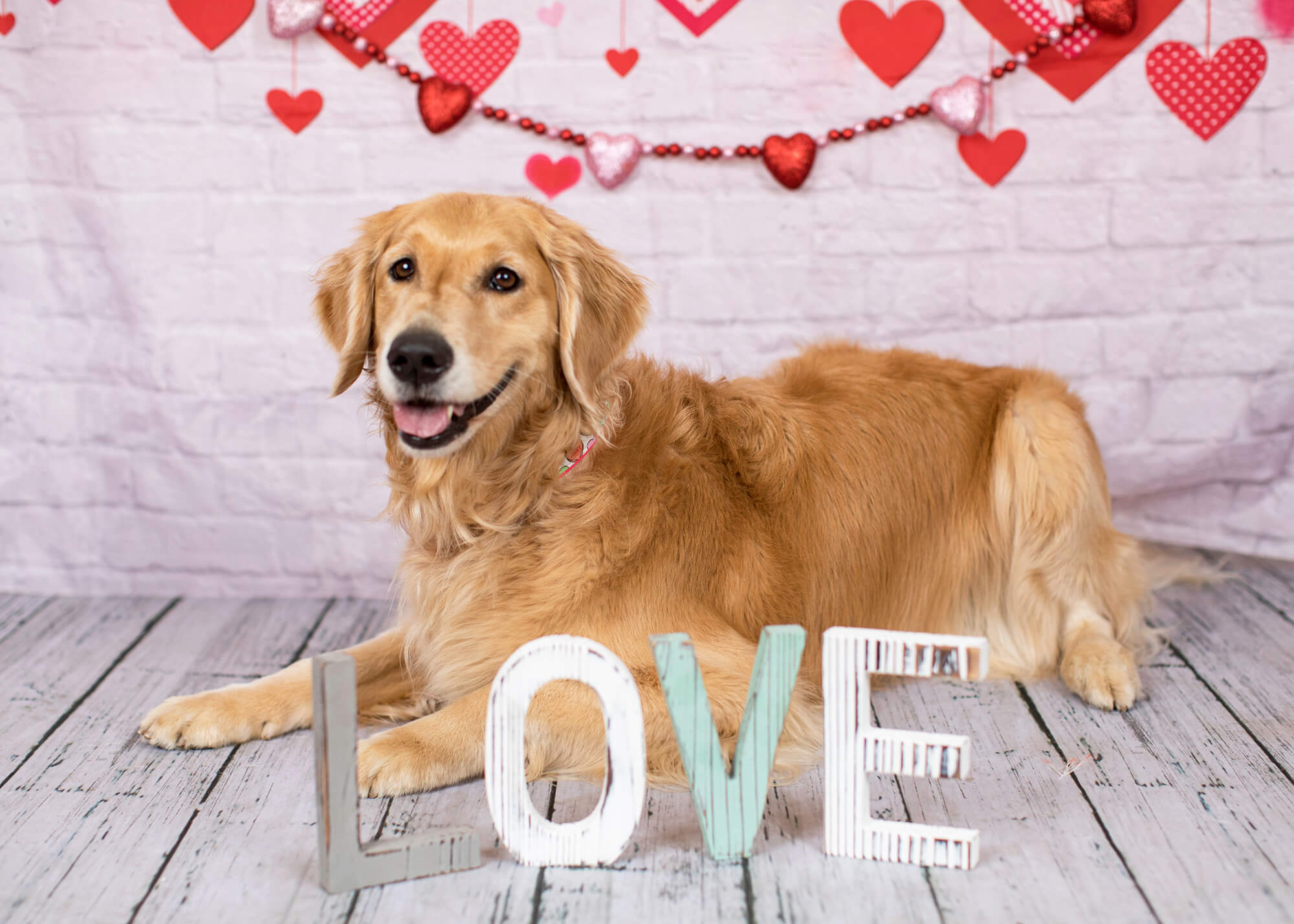 Sfondo Di Muro Di Mattoni Bianchi Decorazione Cuore Rosso Di San Valentino M12-13