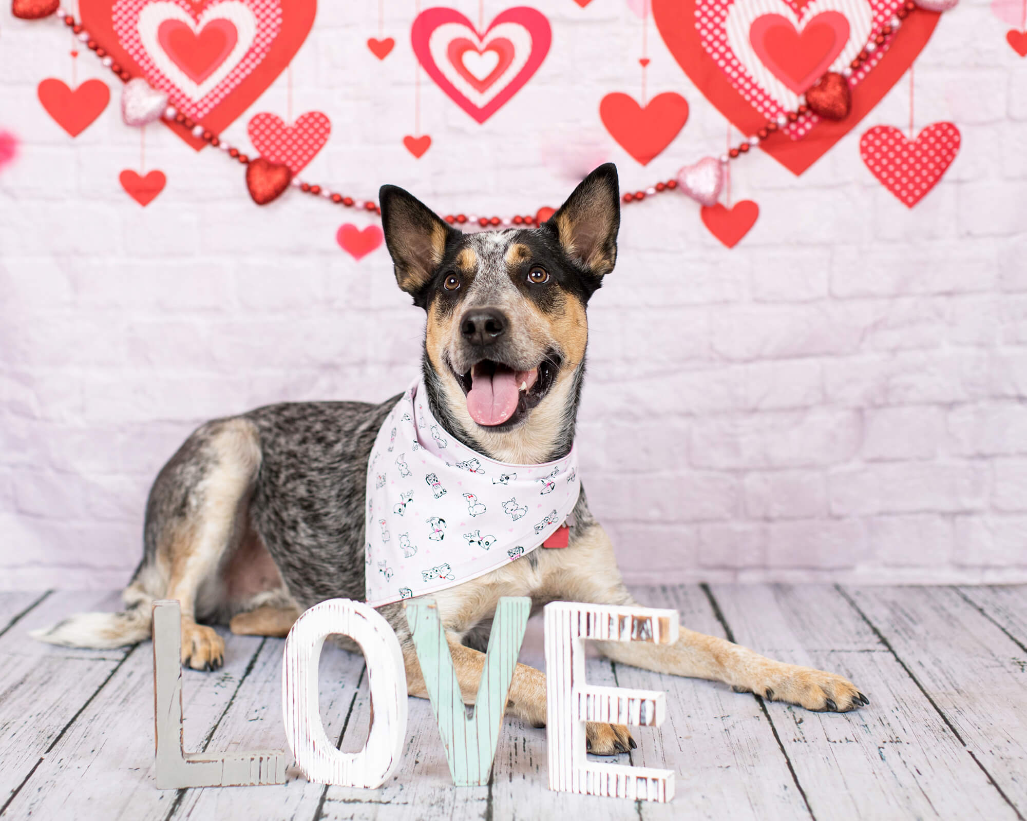 Sfondo Di Muro Di Mattoni Bianchi Decorazione Cuore Rosso Di San Valentino M12-13