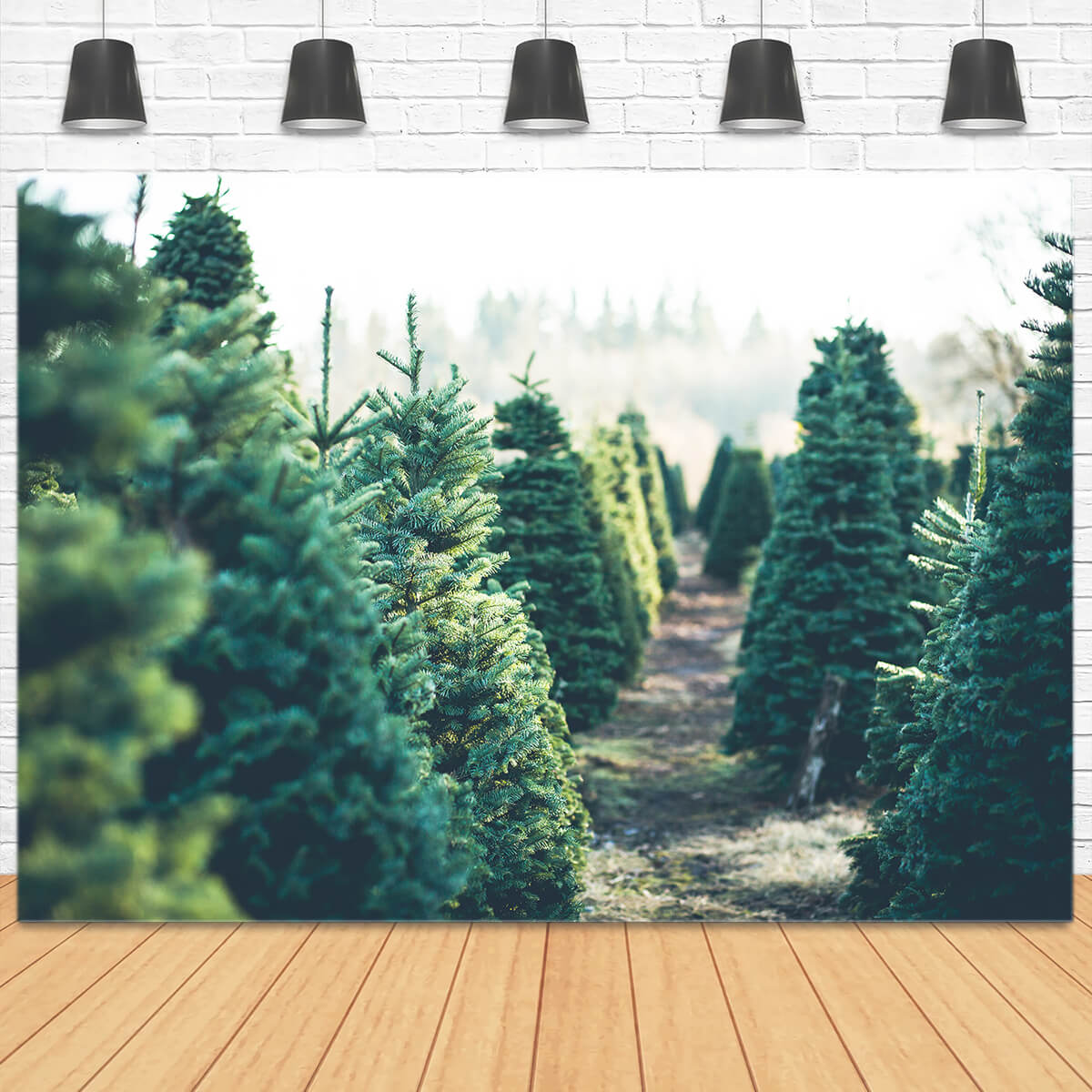 Sfondo Del Tramonto Della Mattina Della Foresta Di Abeti M2-15