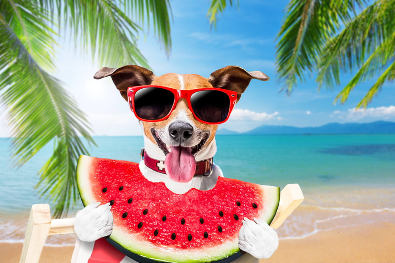 Sfondo Fotografico Con Spiaggia Tropicale E Palme M5-117