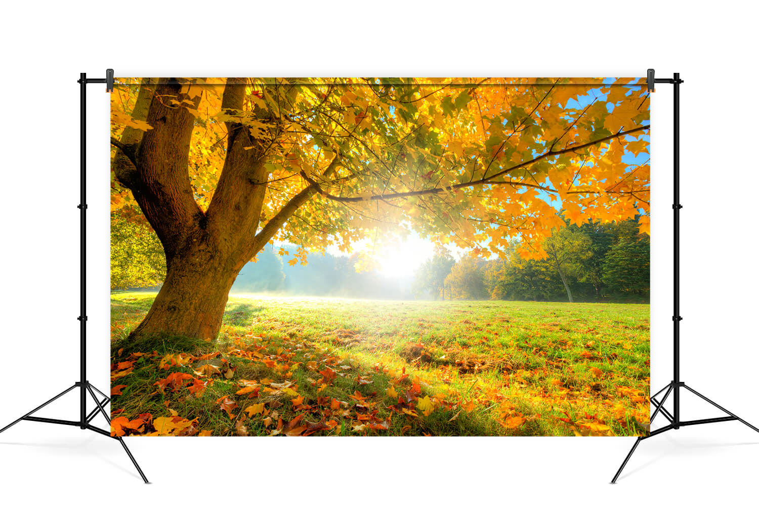 Sfondo Fotografico Di Paesaggi Autunnali Di Acero M6-102