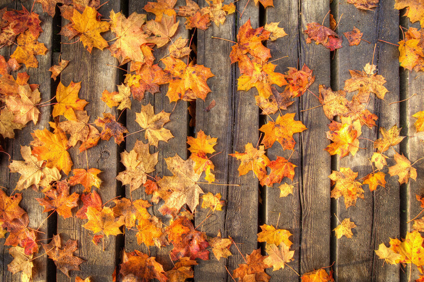 Foglie D'Acero Su Pavimento In Legno Sfondo Autunnale M6-98