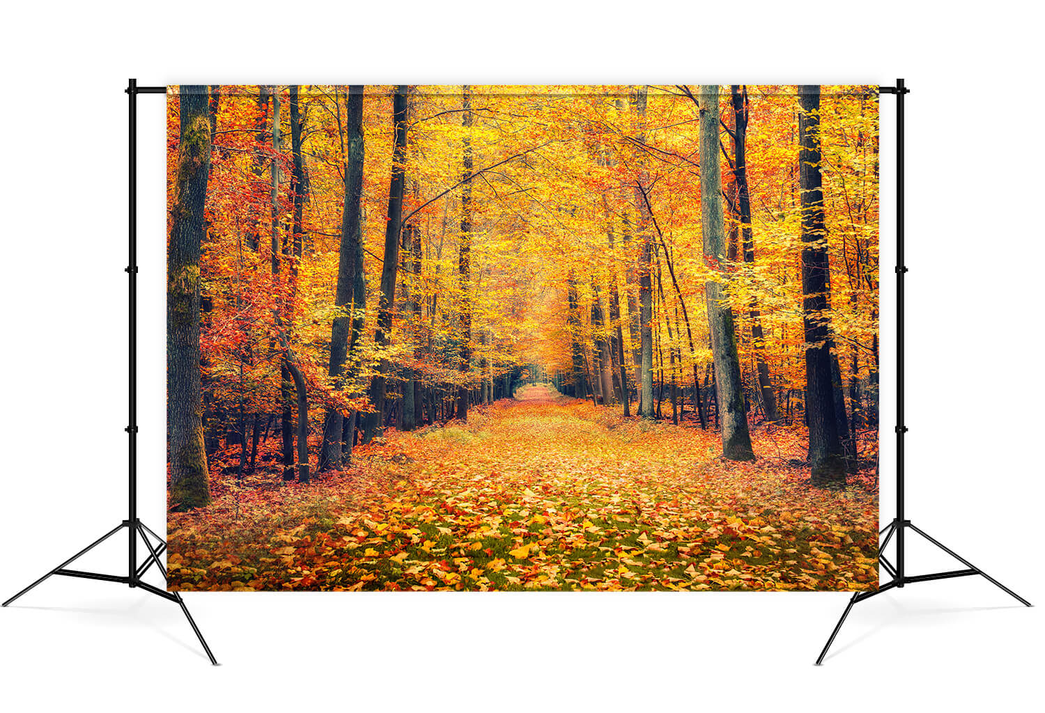 Sfondo Di Paesaggi Di Foglie D'Acero Della Foresta Autunnale M7-86