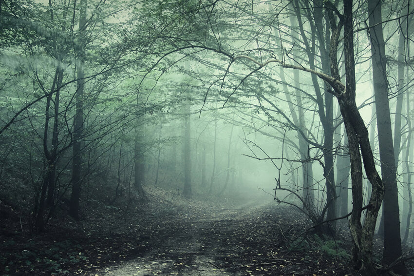 Sfondo Di Halloween Del Sentiero Nebbioso Della Foresta Misteriosa M8-09