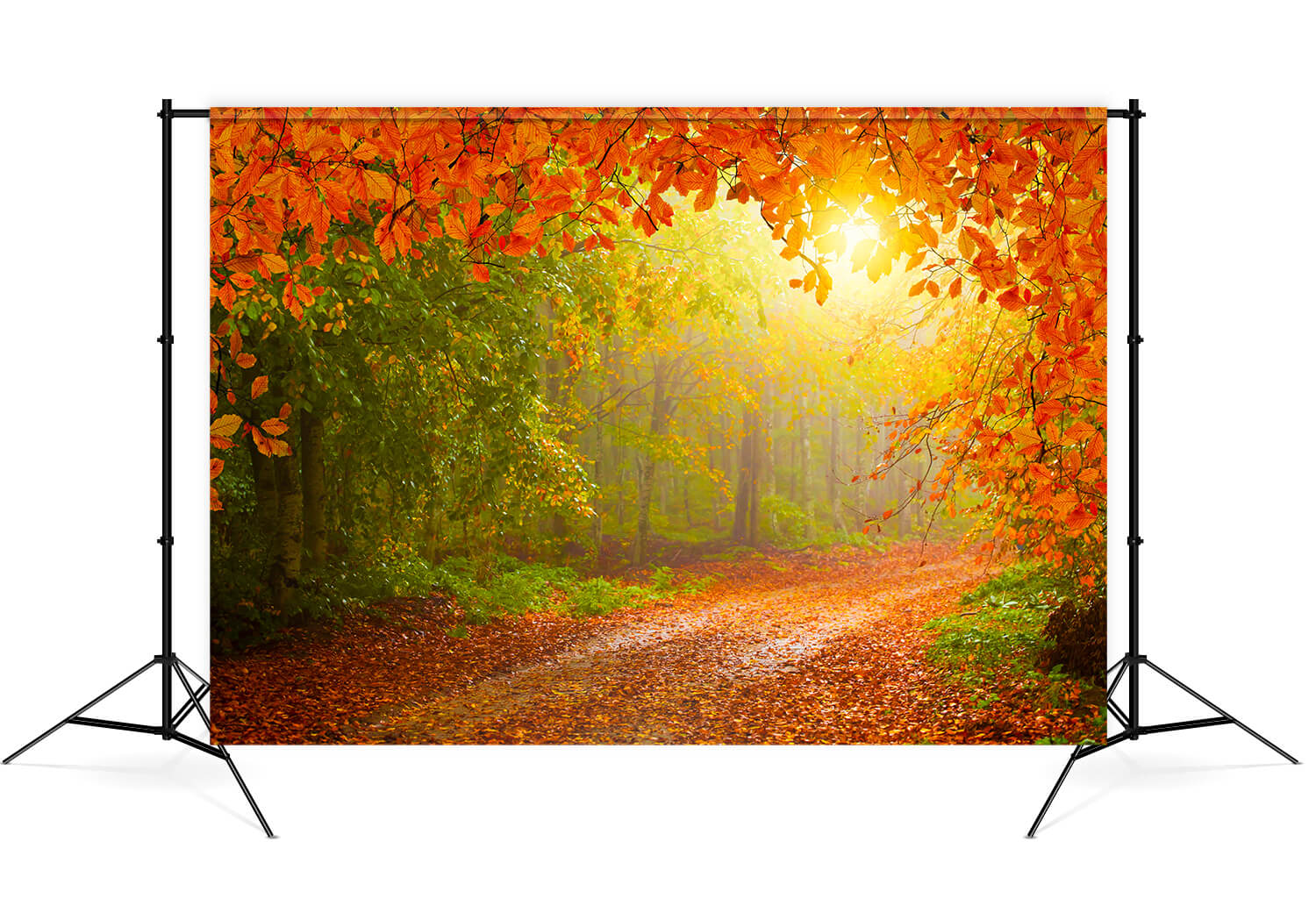 Sfondo Di Paesaggi Di Foglie D'Acero Della Foresta Autunnale M8-28