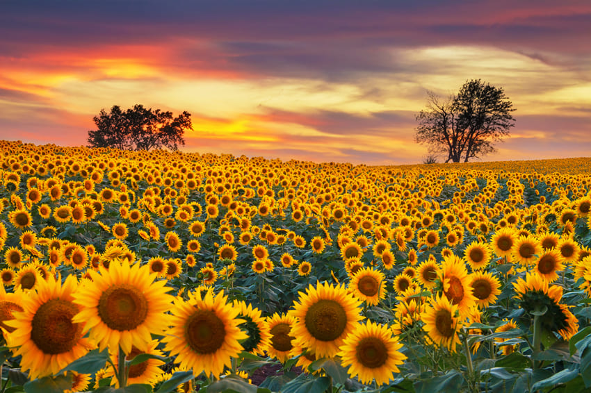 Sfondo Fotografico Campo Di Girasole M8-53