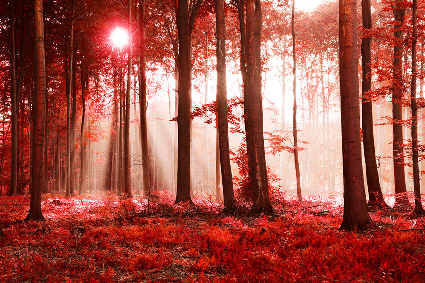 Sfondo Autunnale Del Paesaggio Del Sole Della Foresta Di Aceri M9-33
