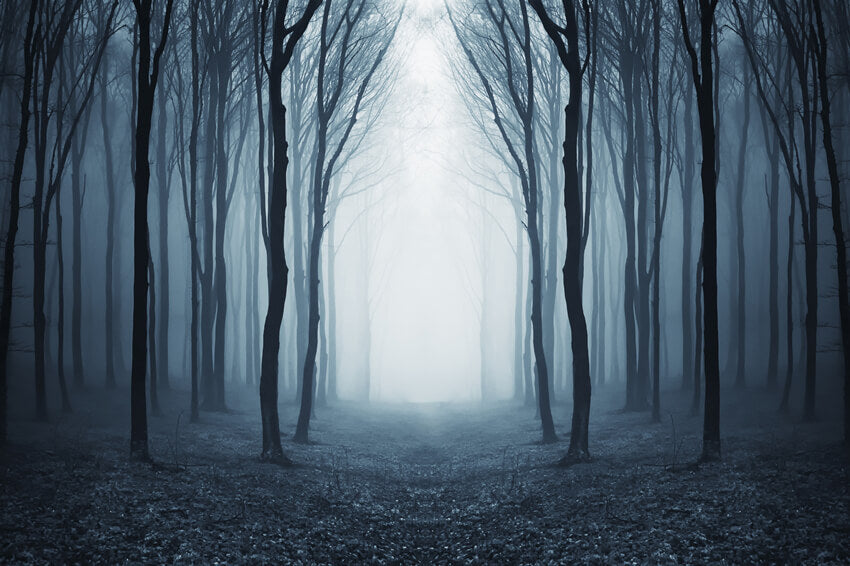 Sfondo Di Halloween Della Misteriosa Foresta Nebbiosa M9-56