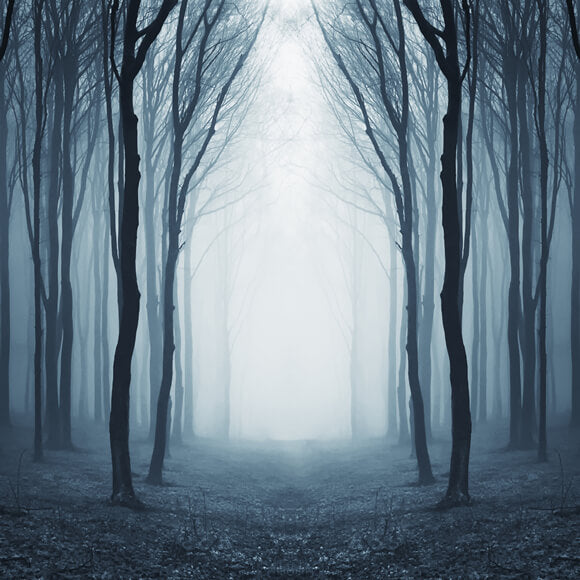 Sfondo Di Halloween Della Misteriosa Foresta Nebbiosa M9-56