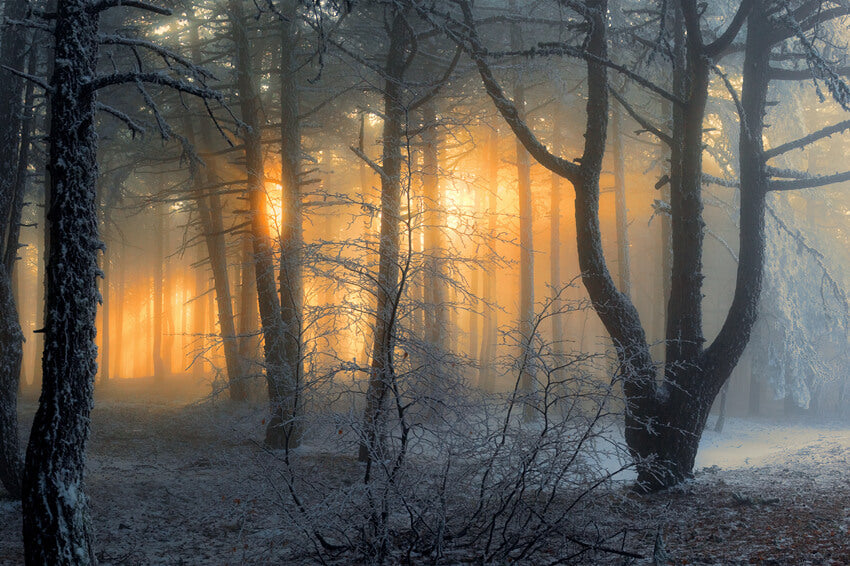 Sfondo Invernale Innevato Della Foresta All'Alba Dell'Ombra Del Sole M9-60