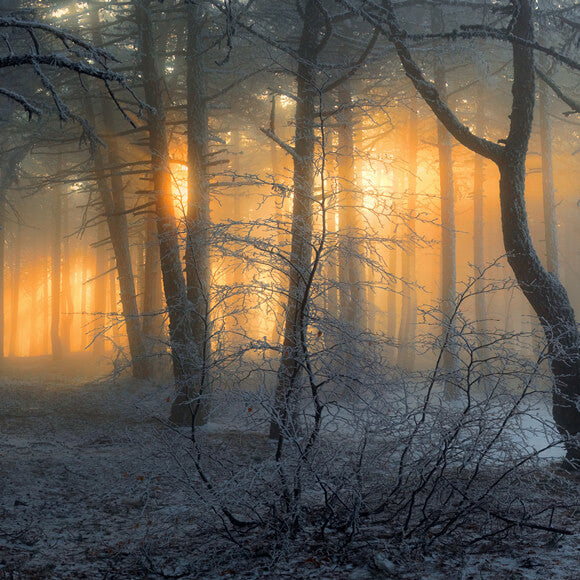 Sfondo Invernale Innevato Della Foresta All'Alba Dell'Ombra Del Sole M9-60
