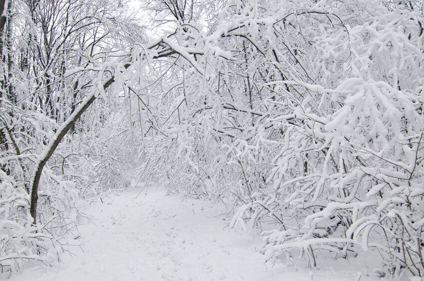 Fondali Natalizi Con Scena Di Neve Nella Foresta Invernale MA-5