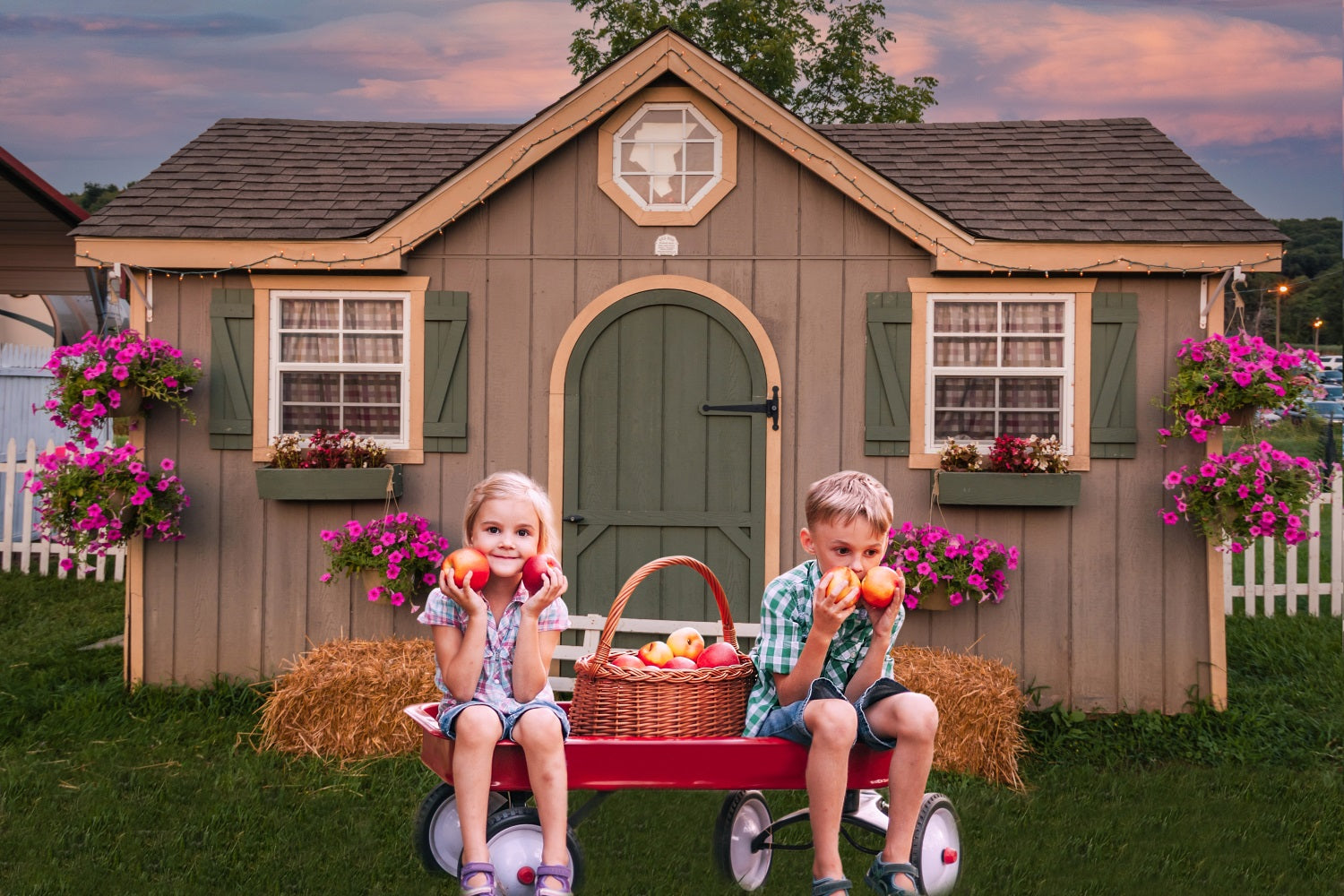 Dbackdrop Petunia Nello Sfondo Del Fienile Rustico Al Tramonto RR3-36