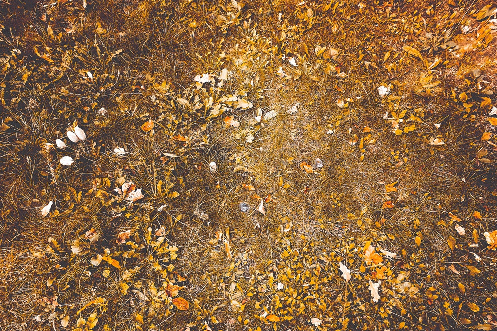 Sfondo Del Pavimento Con Foglie Di Erba Appassita Autunnale RR8-583
