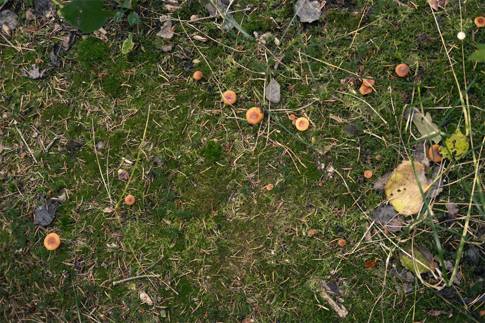 Sfondo Del Pavimento Dei Funghi Delle Foglie Cadute Della Prateria RR8-584