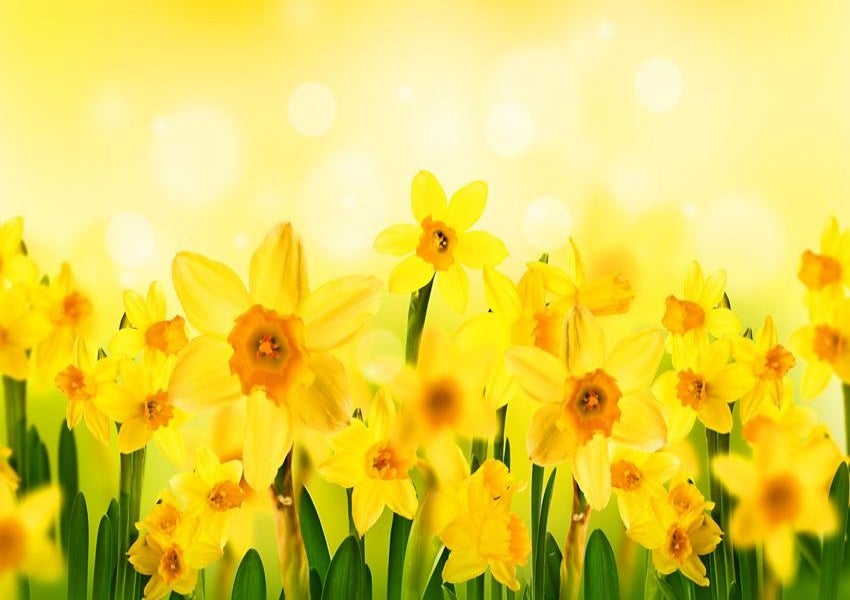 Yellow Daffodils Spring Background for Photography