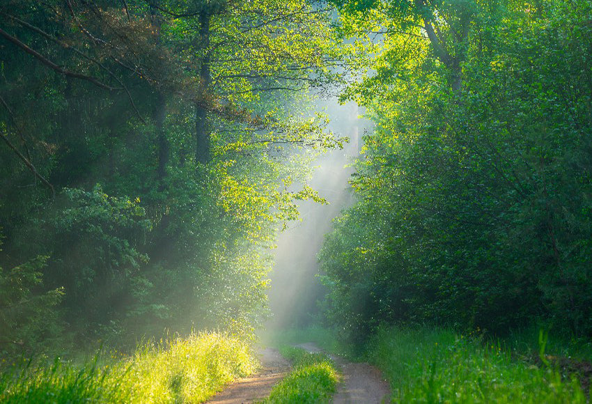 Green Forest Sunshine Nature Landscape Backdrop
