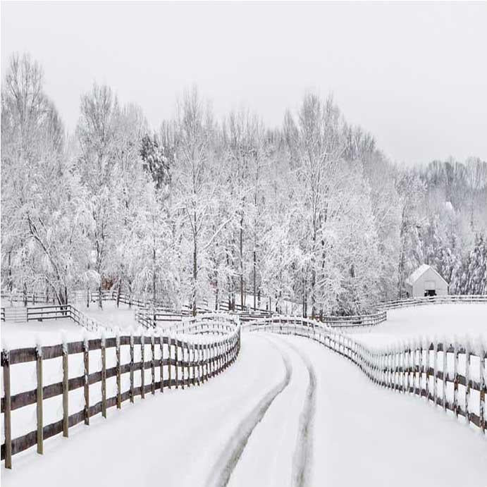 Sfondo Invernale Della Foresta Con Strada Innevata Per Photo Booth ST-439